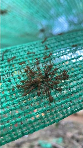 Weaver Ants Hunting Bees 🐜🐝 | Incredible Predator Behavior in Nature