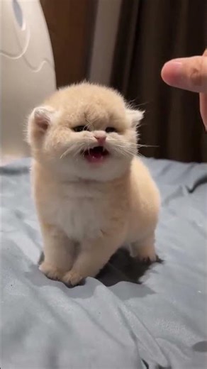 iii lucu banget #cat #socute