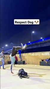 Dog Performs Amazing Flip🐶🤸#dogflip #dogtricks #agilitydog #funnydogs #doglove #pets