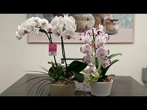 The Best Orchids To Buy If You Are A Beginner