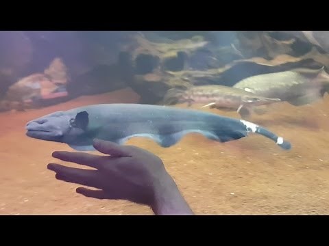 Feeding HUGE (18 inch) Black Ghost Knifefish and 2ft Fire Eel