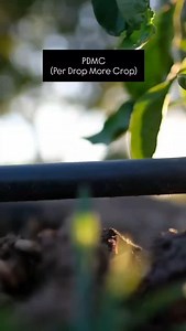 Drip irrigation can change the way our country grow their crops. Optimizing the irrigation can ensure a better yield.🌱 It delivers water directly to the roots, reducing wastage. Saves up to 60% more water than traditional methods, Reduces evaporation and runoff. Watch our full video on Drip Irrigation to know more about drip irrigation. comment ‘Drip’ to get a link. #SaveWater #DripIrrigation #SmartFarming #SustainableAgriculture | Agriplast Tech India Pvt. Ltd