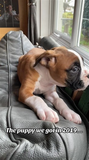 Adorable Boxer Dog Transformation: 2019 to 2026