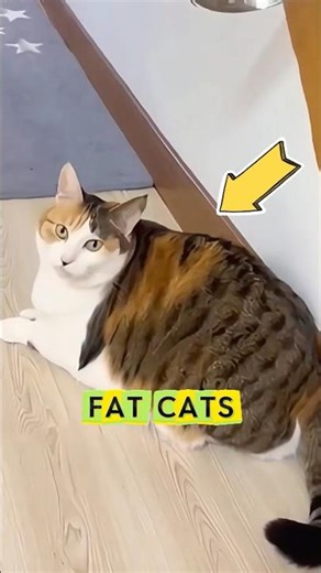These fat cats are unbelievable #cute #cat #kitten