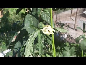 Okra companion plants