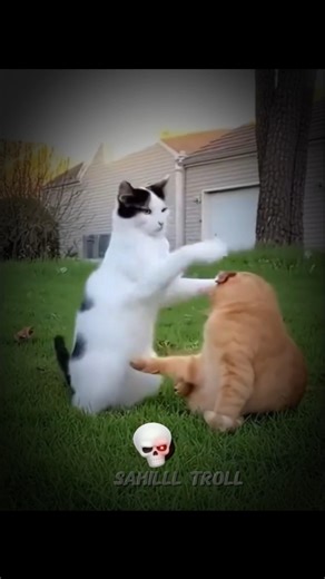 cat's pyjamas video 💀#cat #trollfaceedit