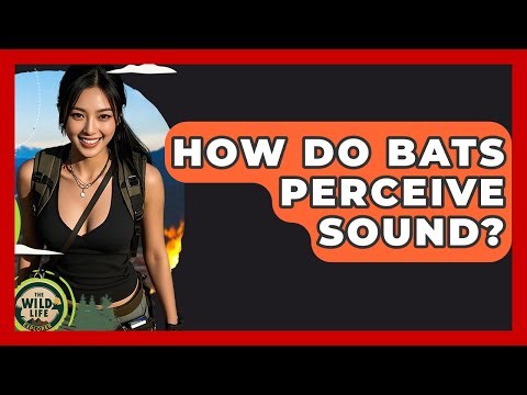 How Do Bats Perceive Sound? - The Wild Life Explorer