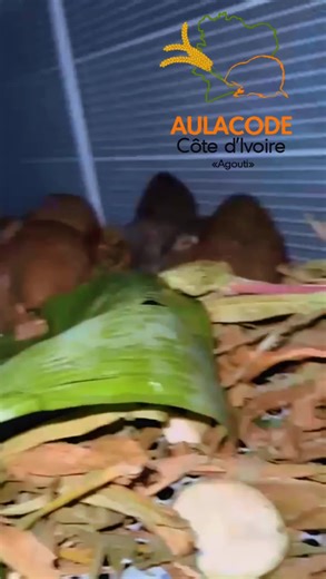 L’élevage des aulacodes/agouti c’est trop beau!🤗 #agouti #aulacode