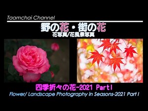 【花写真】花風景写真 四季折々の花 2021 Part I #77
