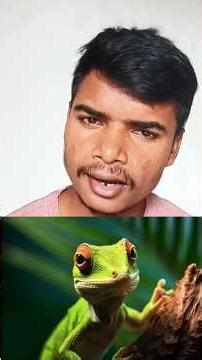 how does a chameleon change it's colour ? chameleon, colour