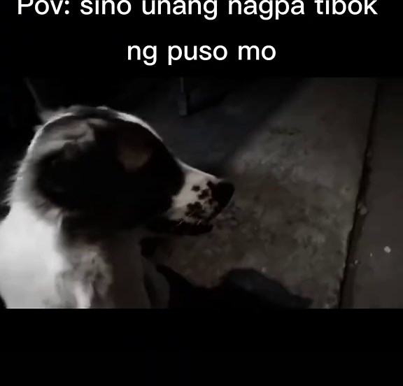 Understanding a Dog's 200 Beats Per Minute Heartbeat