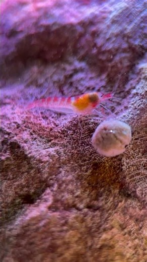 Hawaiian anchialine pool shrimp opae Metabetaus lohena