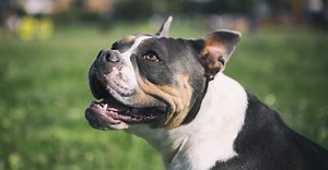 Olde English Bulldogge Vs English Bulldog: What Are 8 Key Differences?