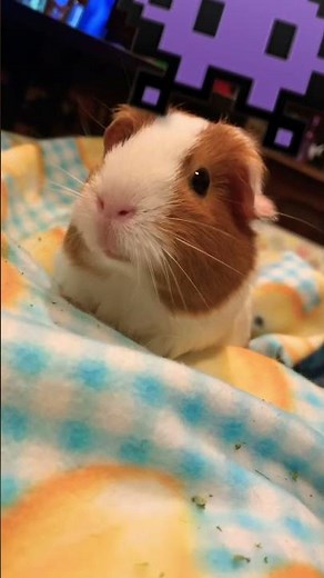 Guinea pig wheeking and squeaking