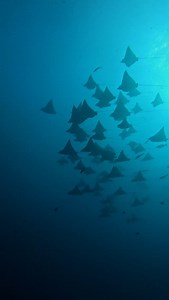 242 reactions | HAPPY PLACE Whether we head to Flat Rock, Manta Bommie or Shag Rock, our underwater playground is our happy place Book your charter to come and meet our locals: https://www.mantalodge.com.au/scuba-diving/ Footage captured on @goproanz Hero 12 Black #meetyouatmanta #manta #mantaray #sharks #ray #underwater #underwaterphotography #underwaterphotography #underwaterlife #underwaterworld | Manta Lodge and Scuba Centre | Facebook