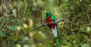 À la rencontre du quetzal, cet oiseau somptueux du Costa Rica