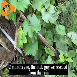 209K views · 6K reactions | Stray dog who waited death in the rain burst into cry after being helped | Pets Life | Facebook