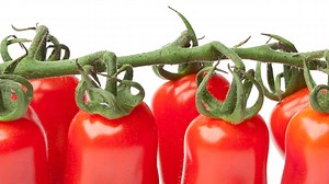 California Processing Tomato Industry Pilot Plant