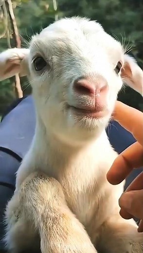 How a Baby sounds 😍 Adorable goat sound 💞 #animals #adorable