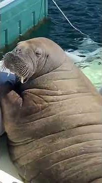 LESBOUDINS.COM réseau de réparateur FRANCE flotteur d’origine ou générique TOUTES MARQUES