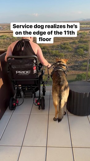 4.7M views · 10K reactions | Knowing how to work through some stress is a vital part of both training and being a service dog. Reacting to these situations properly created a confident dog who is ready to take on just about anything. ⛧ #cardiacalertdog #servicedog #workingdog #wlgsd #germanshepherd #dogtraining #ambulatorywheelchairuser #mcas #eds #pots | Demon.Dog.Duo | Facebook