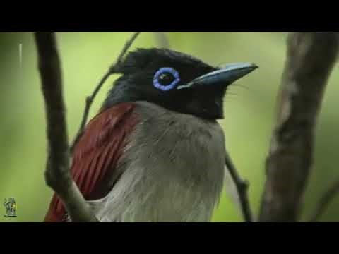 LE GRAND RETOUR DU TIGRE DE SIBÉRIE Documentaire animalier