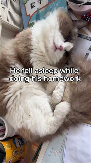 He fell asleep while doing his homework #cat #cat & kid