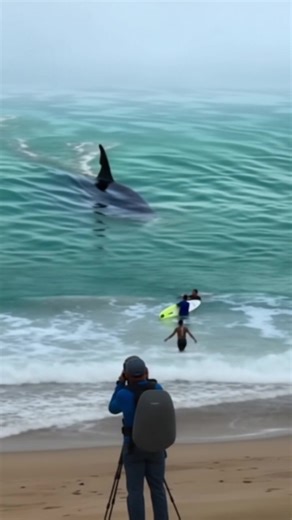 7.8K views · 14 reactions |  What Seemed Like an Ordinary Day Took a Surprising Turn When a Bleeding Dolphin Washed Ashore — The Truth Will Leave You Speechless After Checking The First Comment⬇️⬇️⬇️ | Life Stories | Facebook