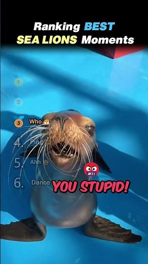 Ranking BEST SEA LION Core Moments!! 🦭😂