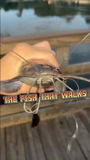 Walking Catfish | When Fish Decide to Walk #animalenigmas