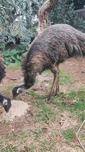 5.9K views · 57 reactions | Conto alla rovescia爛 A breve inizierà la deposizione degli Emu'! Mi raccomando a fregature quando acquistate uova. A breve porteremo un video con consigli e parametri di incubazione nelle nostre incubatrici River Systems cosi da guidarvi in questa splendida avventura! | I Galli della dea fortuna | Facebook