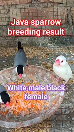 সাদা ছেলে জাভার সঙ্গে কালো মেয়ে জাভার ব্রিডিং 😱🦜#birds #javasparrow #birdsvideo #shorts #javabirds