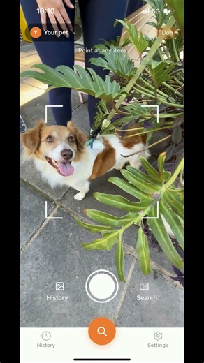 This Scan Just Flagged It as TOXIC for Dogs