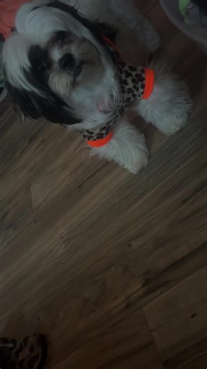 Coming back from a morning, walk early, relaxing a little bit before work and this is what she’s demanding lol if you know you know these kind of dogs are so adorable but they’re very demanding #😰 #lol #dogmom