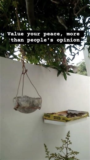 ❤️😍Saparrow beautiful video, #india video#ytshorts#trending#viral#shorts#youtubeshorts#transition