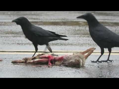 12/07/25 Crows Eat Rabbit Kent Wa 6771-168