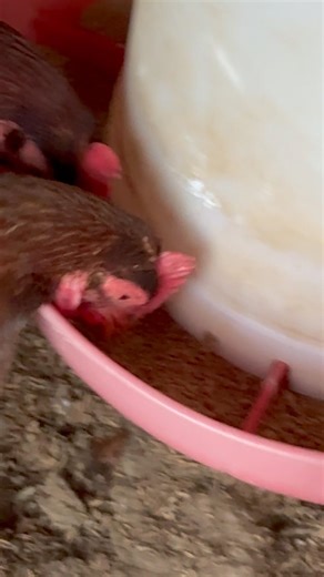 #poultryfarm #chicken #animals #birds #farming #motivation #viral #shorts #viralshorts #viralvideos