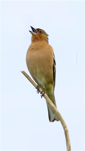 Le chant mélodieux du Pinson des arbres