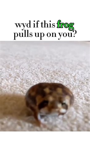 Frequent Frogs on Instagram: "I love rain frogs… 🐸❤️‍🩹 probably @pampermoony s frog ?! Couldn’t find exact orig. Meet the Desert Rain Frog (Breviceps macrops)—the world’s roundest survivalist. 🌍 These tiny “angry potatoes” live on the coast of Southern Africa and spend most of their lives buried in the sand to stay cool. Because they live in a desert, they don’t swim or have a tadpole stage. Instead, they hatch as tiny, fully-formed frogs! That “grumpy” face is actually a defense mechanism to