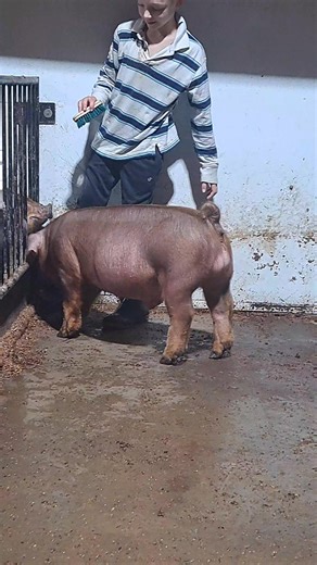 5.2K views · 111 reactions | Extremely happy about how this boar is maturing. The ideal picture of later maturing/Green pigs. 溺Green River × WTX 312 × (76 × Stands Proud) $6,500 Olsen purchase溺 Green River- Green Bottles × (76 × Stands Proud) $6,500 Olsen purchase | Maximum Genetics show pigs and boar stud Back Up Page | Facebook