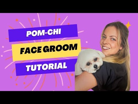 How to Groom a face ( round face on a Pom-Chi)