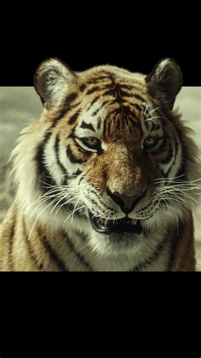 IBADAT on Instagram: "Awakening 🩸👑 #3danimation #b3d #blender3d #blender #cgi #davinciresolve #ue5 #unrealengine5 #shortmovie #tiger #animal"