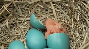 29K views · 38 reactions | Baby Bird Hatching | AnimalsWow | Facebook
