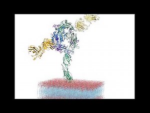 Detailed Model of an Integrin Protein in Active Form