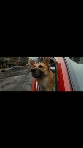 Last Man Alive vs Zombies! 😨 | I Am Legend Movie Recap #shorts