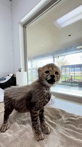 Come with Keeper Stacey as she feeds one of our baby Cheetahs!! #cheetah #cat #cats #kitten | Tanganyika Wildlife Park