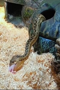 163K views · 529 reactions | Snake eats a whole nest of baby mice | Juana Molina | Facebook