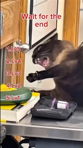 Cats reaction at the vet clinic! Lv1 to Lv5 😹💔