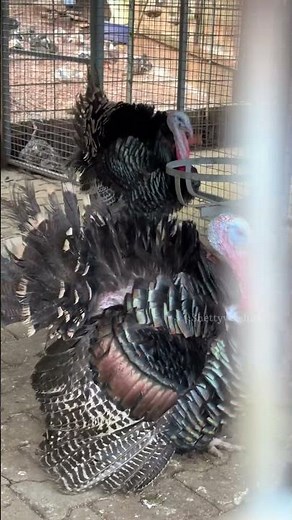 Talking Turkey Sounds 🦃 | Real Turkey Voice | Farm Life Vlog #funny #birds #turkeyegg #eggheads