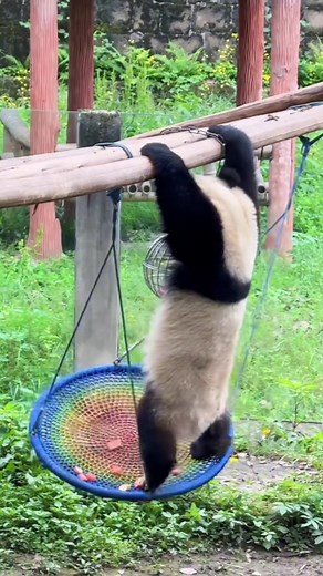 Mastering Balance Control with Pandas